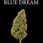 Blue Dream
